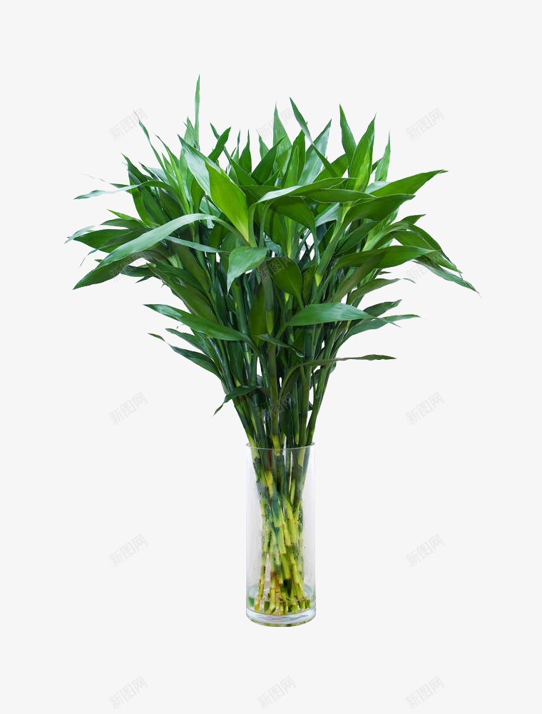 水培富贵竹png免抠素材_88icon https://88icon.com 免抠图片 吉祥 实物 室内植物 富贵竹 植物 水培 玻璃瓶 盆景 盆栽 绿叶