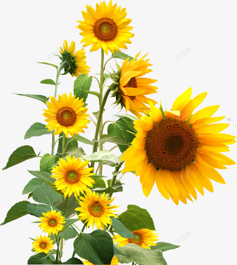 黄色清新向日葵花朵美景png免抠素材_88icon https://88icon.com 向日葵 清新 美景 花朵 黄色
