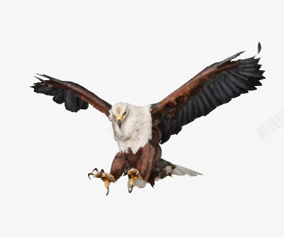 飞行老鹰png免抠素材_88icon https://88icon.com 动物 生物 老鹰 飞行动物