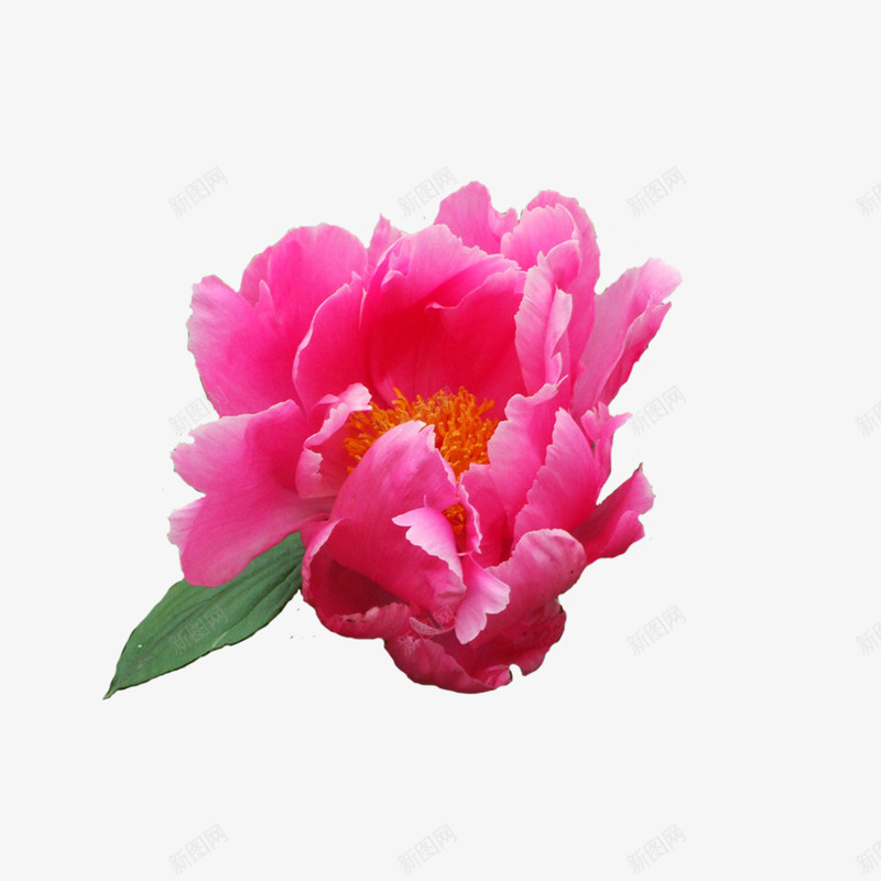 粉色花朵png免抠素材_88icon https://88icon.com 实物装饰 牡丹 真花 粉色