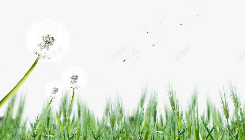 唯美绿色草地蒲公英美景png免抠素材_88icon https://88icon.com 绿色 美景 草地 蒲公英