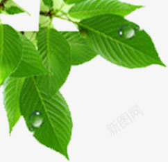 淘宝雪纺长裙png免抠素材_88icon https://88icon.com 叶子 绿色 装饰