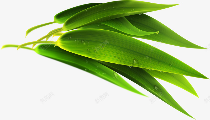 嫩绿清新竹叶植物png免抠素材_88icon https://88icon.com 嫩绿 植物 清新 竹叶