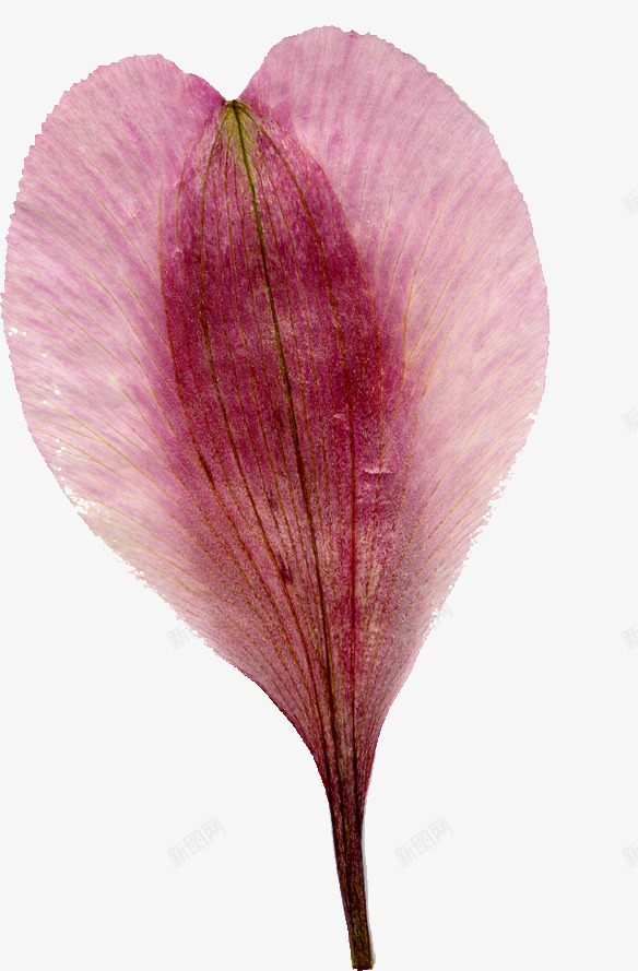 精美压花干花粉红色花瓣png免抠素材_88icon https://88icon.com 压花 干花 粉红色 精美 花瓣