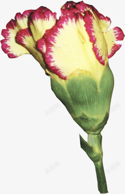 手绘黄色春季母亲节花朵png免抠素材_88icon https://88icon.com 春季 母亲节 花朵 黄色
