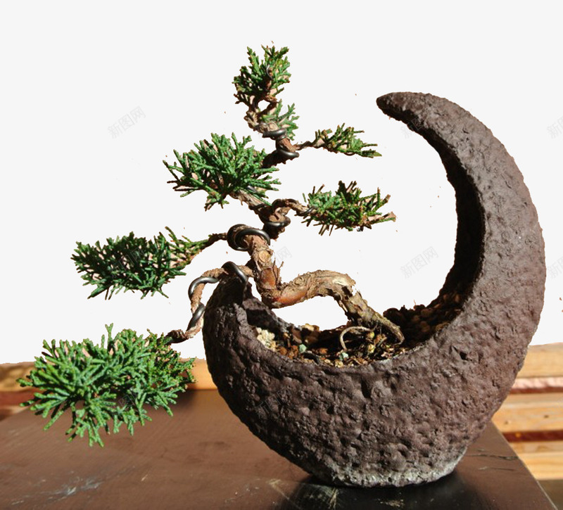 小型迎客松png免抠素材_88icon https://88icon.com 桌面上的小树木 植物 盆栽 迎客松