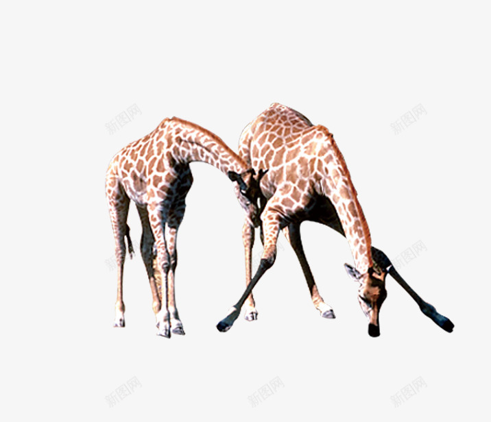 喝水正面长颈鹿png免抠素材_88icon https://88icon.com 动物 活物 生物 长颈鹿