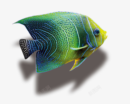 鱼儿png免抠素材_88icon https://88icon.com 欣赏鱼儿 海洋鱼 海鱼 珊瑚鱼 鱼