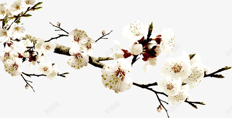 白色腊梅花png免抠素材_88icon https://88icon.com 九九消寒图冬 冬天 白色 真花 腊梅 花朵