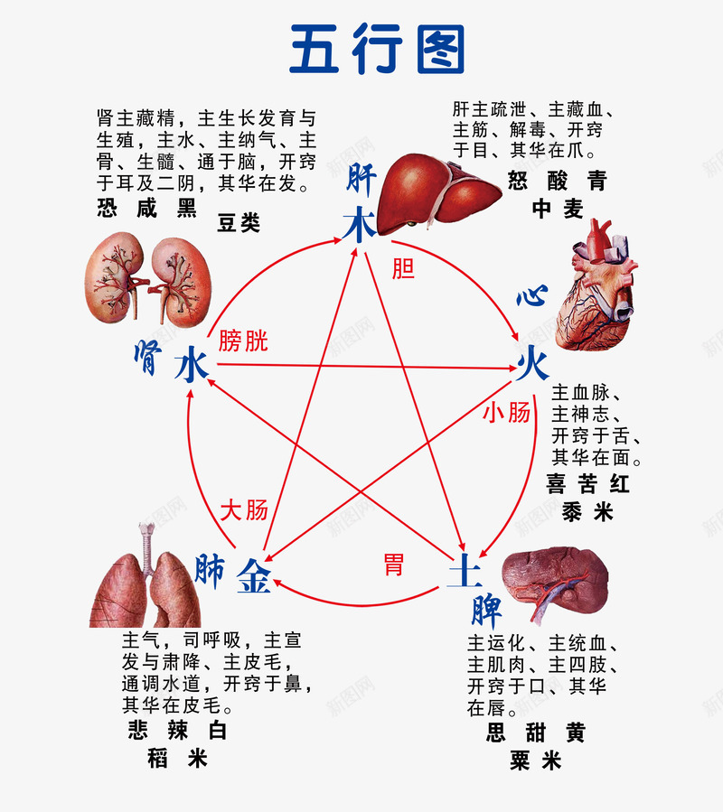 五行图肾主藏精肝主疏泄png免抠素材_88icon https://88icon.com 肝主疏泄 肺主气 肾主藏精 肾肝心脾肺 脾主运化