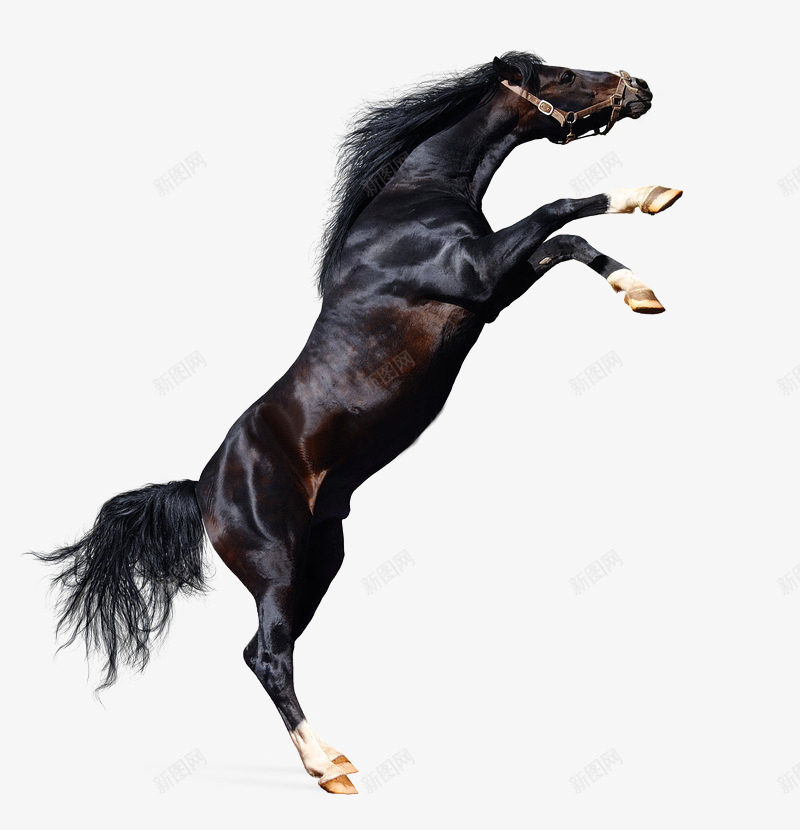 跳跃的骏马png免抠素材_88icon https://88icon.com png图形 png装饰 动物 装饰 马匹 骏马