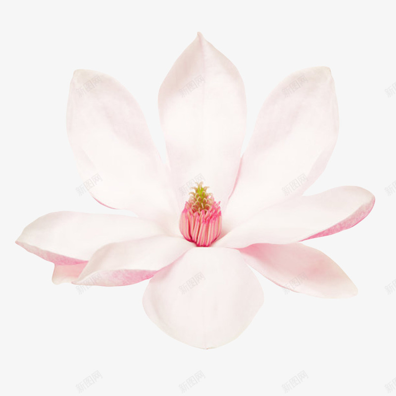 白色香味可见花芯的玉兰花瓣实物png免抠素材_88icon https://88icon.com 中心 发白 喜光 木兰科 植物界 玉兰花瓣 盛开 耐寒 花蕾 芳香油 药用价值