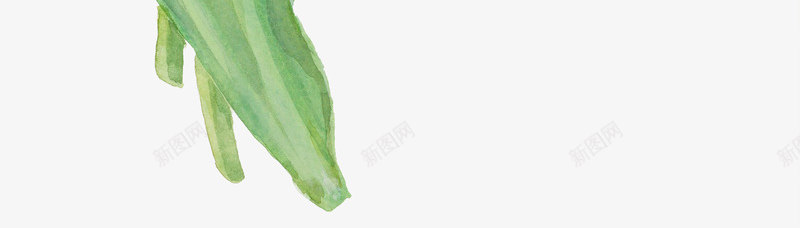 手绘水彩白色郁金香png免抠素材_88icon https://88icon.com 包装设计 小清新包装 白色郁金香 花朵 花朵装饰 花草设计 贺卡设计