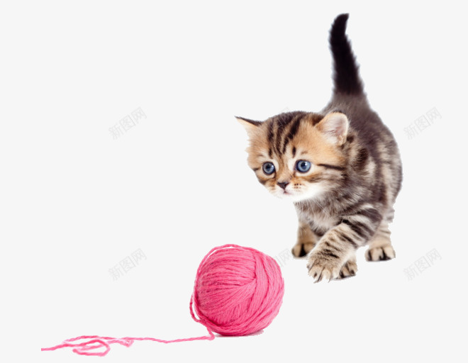 玩线团的小花猫png免抠素材_88icon https://88icon.com 小花猫 毛线 猫咪 线团