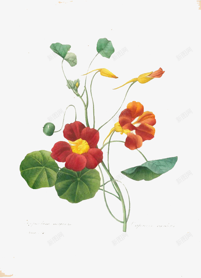 手绘红色碎花唯美png免抠素材_88icon https://88icon.com 唯美 手绘 素材 红色碎花