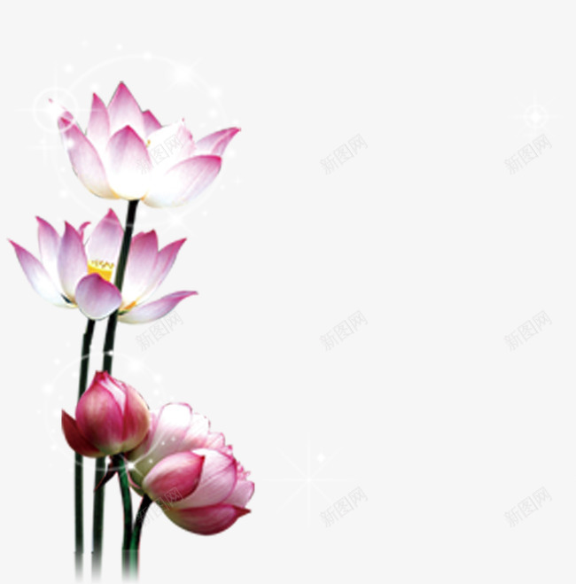 荷花png免抠素材_88icon https://88icon.com Webesign banner 中秋节海报素材 发光的荷花 夏季 平面设计 海报 海报Banner 秋季 网页设计 节日海报素材 荷花 荷花蕾 装饰图案 设计元素 设计素材 闪光发光星光 闪光的荷花
