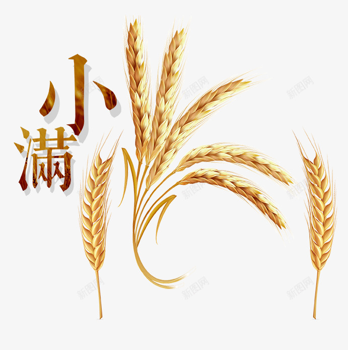 小满节气插图稻谷装饰插图png免抠素材_88icon https://88icon.com 小满 水稻 禾穗 种植 稻谷 节气插图 装饰插图 金黄