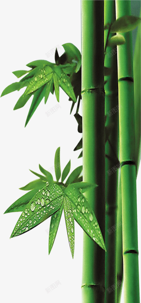 竹子绿叶端午节装饰png免抠素材_88icon https://88icon.com 图片 端午节 竹子 绿叶 装饰
