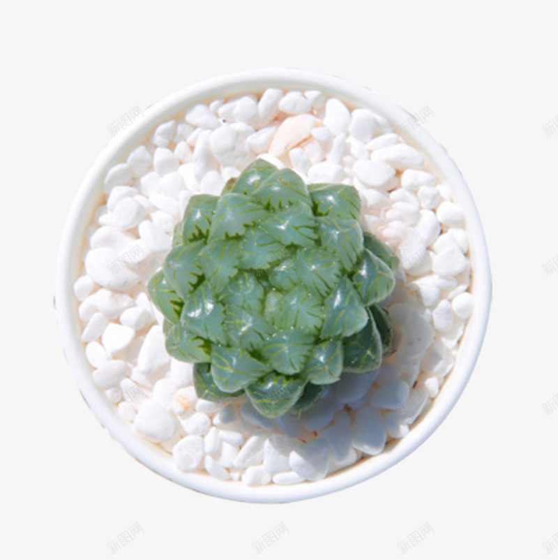 观音莲多肉植物姬玉露盆栽png免抠素材_88icon https://88icon.com 可爱 多肉植物 姬玉露盆栽 盆栽 精品 绿植 观音莲