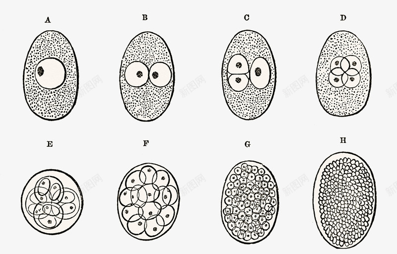细胞分裂生物学插图psd免抠素材_88icon https://88icon.com 手绘 时间推移 生物学插图 细胞分裂