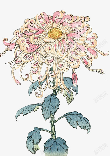 手绘花卉png免抠素材_88icon https://88icon.com 手绘元素 花 花朵 花素材 菊花 重阳素材 重阳节