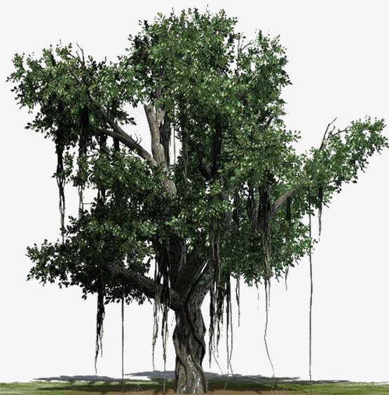 绿色植物灌木古榕树png免抠素材_88icon https://88icon.com 古榕树 园林 树叶 树木 树枝 榕 灌木 环境 绿色