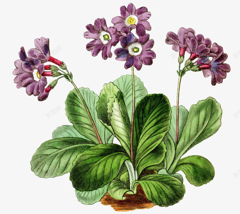 紫色小花png免抠素材_88icon https://88icon.com 可爱花儿 小花 手绘花朵 淡雅装饰画 花朵 花朵装饰