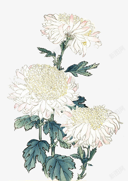 手绘白色菊花png免抠素材_88icon https://88icon.com 手绘元素 白菊花 花 花朵 花素材 菊花 菊花图案 菊花彩绘 菊花花束 重阳素材 重阳节