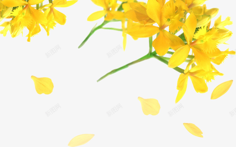 撒花黄花png免抠素材_88icon https://88icon.com 唯美 撒花 撒花卡通 清新 真花 花 花卉 鲜花 黄花