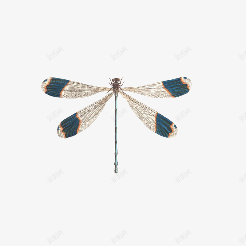 细小的蜻蜓png免抠素材_88icon https://88icon.com 昆虫 细小 蜻蜓 飞行