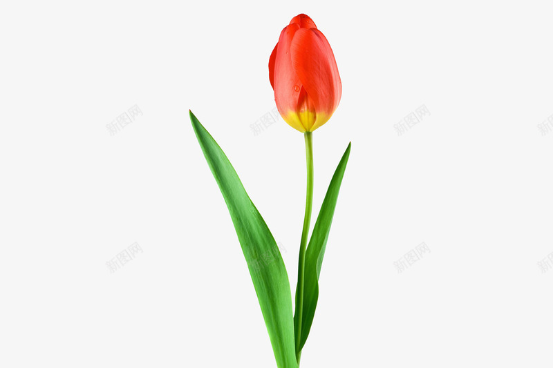 春天绿色一枝花郁金香红花png免抠素材_88icon https://88icon.com 一枝花 七叶 春天 红花 绿色 郁金香