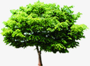 春季绿色景观大树装饰png免抠素材_88icon https://88icon.com 大树 春季 景观 绿色 装饰