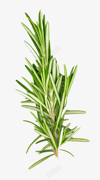迷迭香草png免抠素材_88icon https://88icon.com 迷迭香 迷迭香图片 迷迭香盆栽 迷迭香种植 迷迭香精油