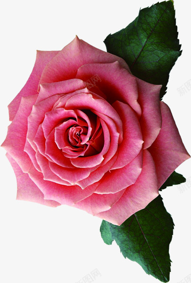 粉色月季花元素png免抠素材_88icon https://88icon.com 元素 月季花 粉色