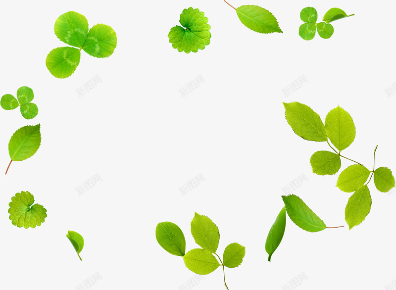 春季清新植物边框png免抠素材_88icon https://88icon.com 春季 植物 清新 边框
