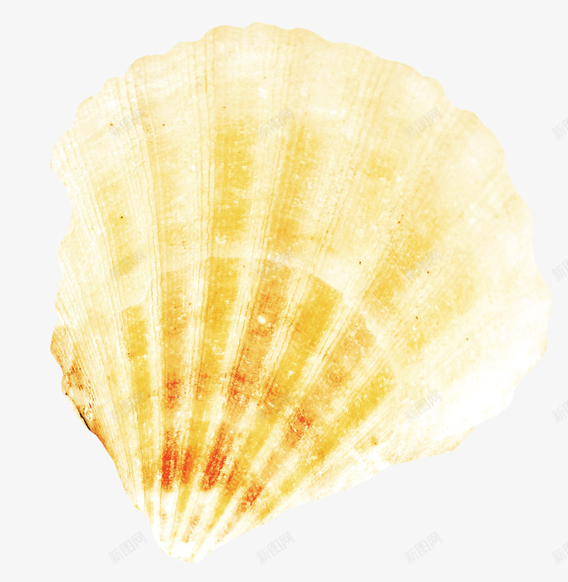 橙色扇贝png免抠素材_88icon https://88icon.com 扇贝 漂亮扇贝 贝壳