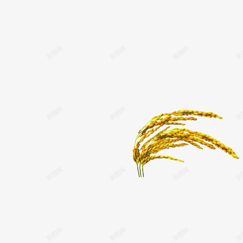 水稻真实水稻麦穗稻谷金黄色png免抠素材_88icon https://88icon.com 水稻 稻谷 金黄色 麦穗