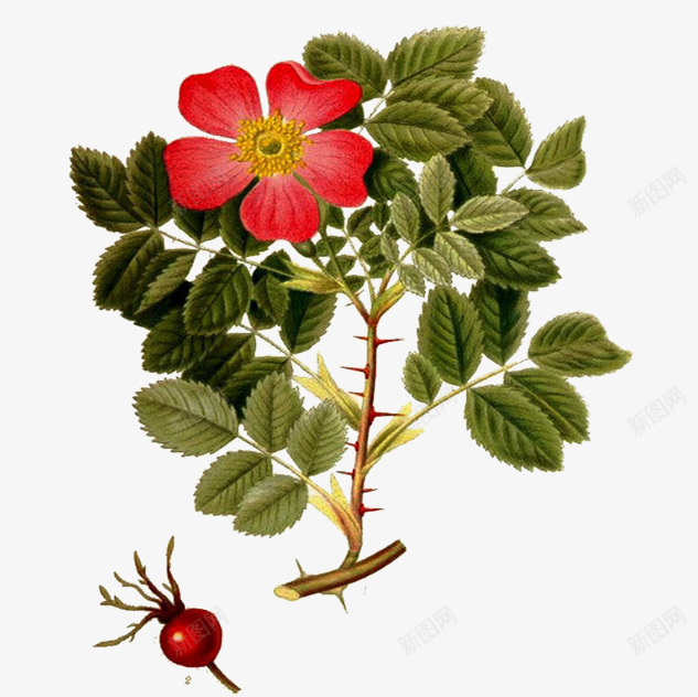 手绘玫瑰果片png免抠素材_88icon https://88icon.com 果实图片 植物 玫瑰果 绿色叶子 蔷薇科