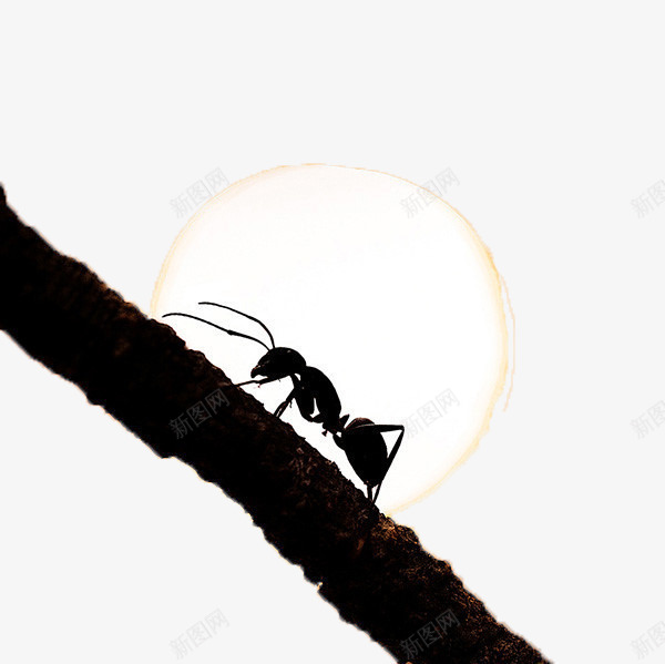 夜下的蚂蚁png免抠素材_88icon https://88icon.com 夜晚 影子 蚂蚁