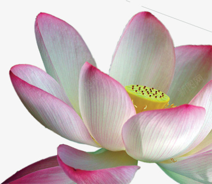清新粉色春季荷花png免抠素材_88icon https://88icon.com 春季 清新 粉色 荷花