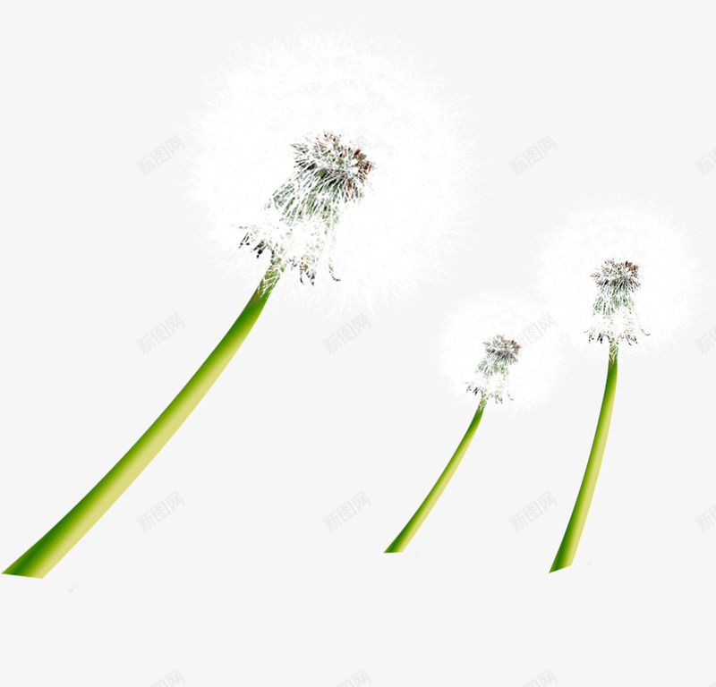 春季清新白色蒲公英png免抠素材_88icon https://88icon.com 春季 清新 白色 蒲公英