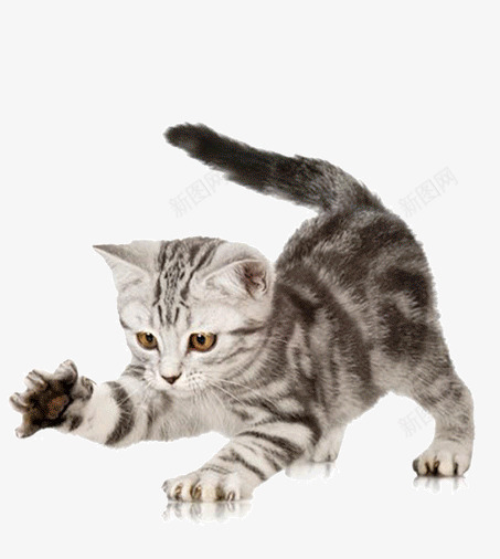 宠物猫png免抠素材_88icon https://88icon.com 动物 猫 猫咪 猫尾 生物