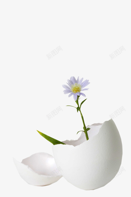 鸡蛋壳中的小花png免抠素材_88icon https://88icon.com 小花 白色 破碎 鸡蛋壳