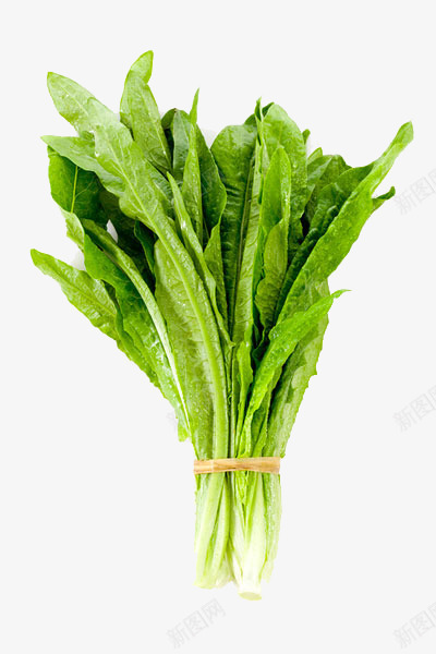 油麦菜摄影png免抠素材_88icon https://88icon.com 叶子 实物 新鲜 油麦菜摄影 绿色 莴苣 蔬菜 青菜 香菇青菜