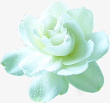 白色淡雅花卉茶艺png免抠素材_88icon https://88icon.com 淡雅 白色 素材 花卉 茶艺