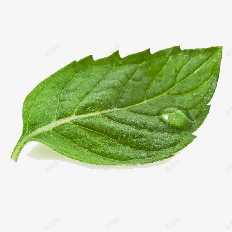 绿色植物png免抠素材_88icon https://88icon.com 树叶 水滴 纹路 绘画 装饰