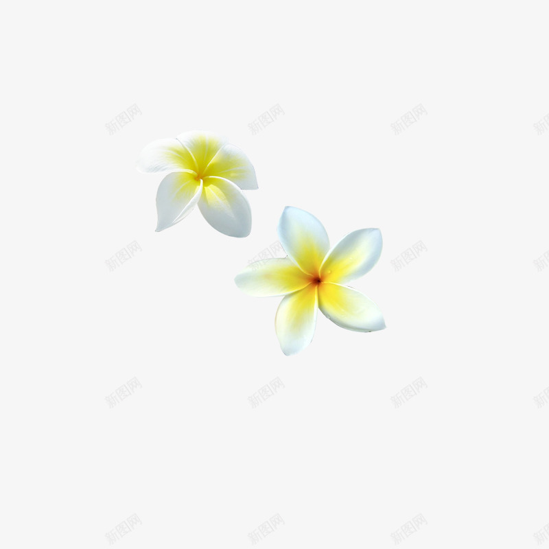 鸡蛋花png免抠素材_88icon https://88icon.com 一朵 三亚 嫩黄 泳衣 温泉 装饰 鸡蛋花 黄色
