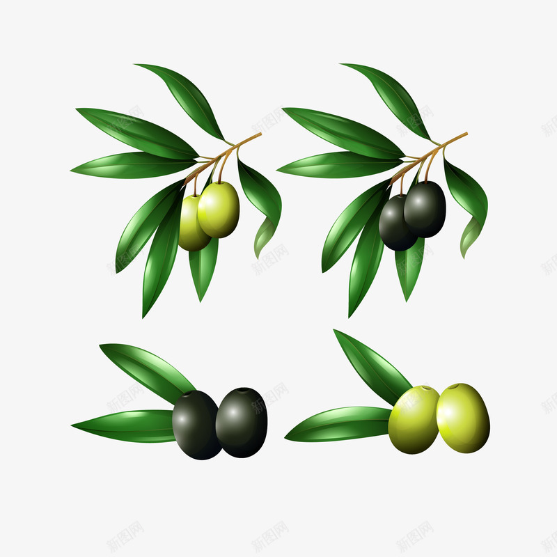 精致立体橄榄果橄榄叶矢量图ai免抠素材_88icon https://88icon.com 果实 植物 橄榄 橄榄叶 橄榄叶矢量 橄榄果 精美 精致 绿植 矢量图