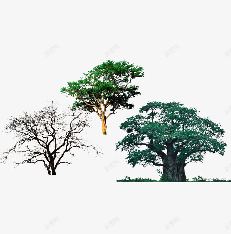 茶树槐树png免抠素材_88icon https://88icon.com 大自然 树叶 树干 树木 树枝 森林 槐树 绿色 茶树