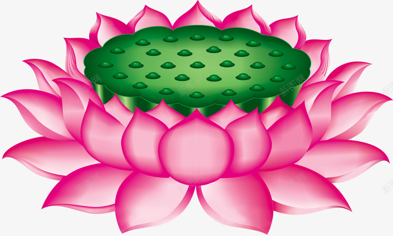 佛莲睡莲psd免抠素材_88icon https://88icon.com 中国风 坐莲 手绘 手绘藕 植物 线描 莲花 莲蓬 莲藕